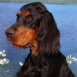 ชาวสก็อต Setter (Gordon Setter) ชาวสก็อต Setter (Gordon Setter)