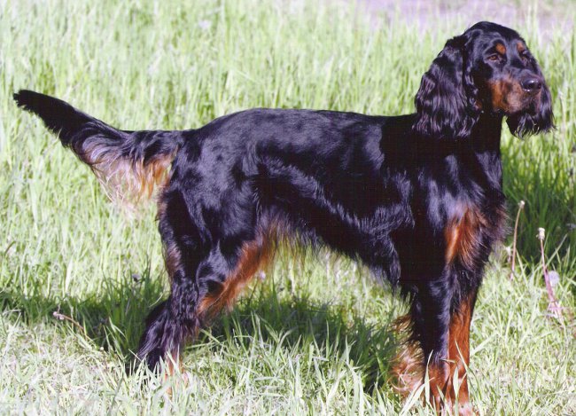 ชาวสก็อต Setter (Gordon Setter)