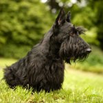 สก๊อต Terrier (สก๊อตเทอร์เรีย)