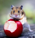 hamsters ซีเรีย: fuzz ทองในบ้าน hamsters ซีเรีย: fuzz ทองในบ้าน