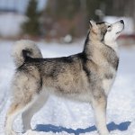 สุนัข Malamute