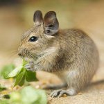 เนื้อหาของ degus เนื้อหาของ degus