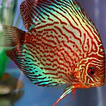 เนื้อหาของ discus เนื้อหาของ discus