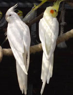 เนื้อหาของนกแก้วของ Corella เนื้อหาของนกแก้วของ Corella