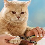 Mowing claws วิธีการตัดกรงเล็บของแมว?