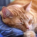 Toxoplasmosis ในแมว Toxoplasmosis ในแมว