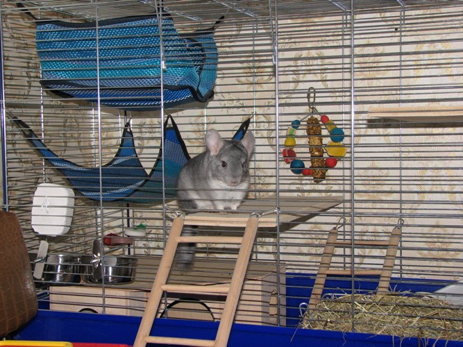 วิธีการจัดให้มีกรงสำหรับ chinchilla