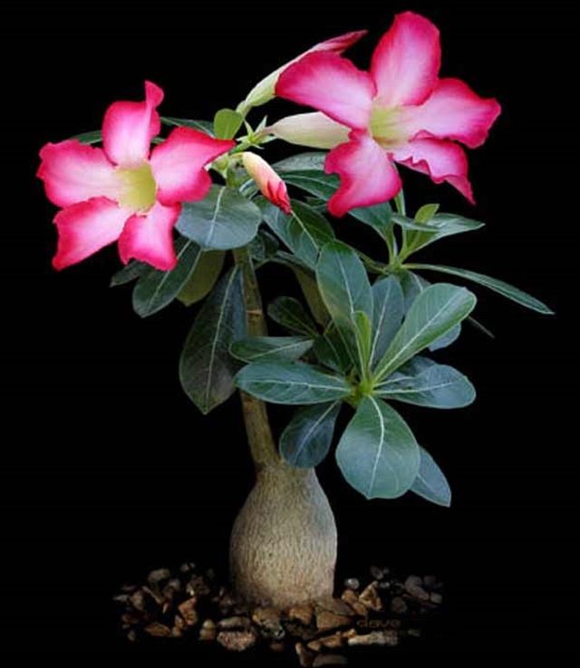 ดูแล adenium