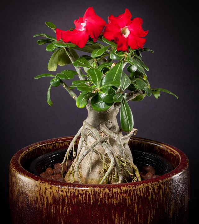 ดูแล adenium