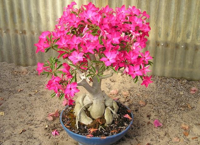 ดูแล adenium