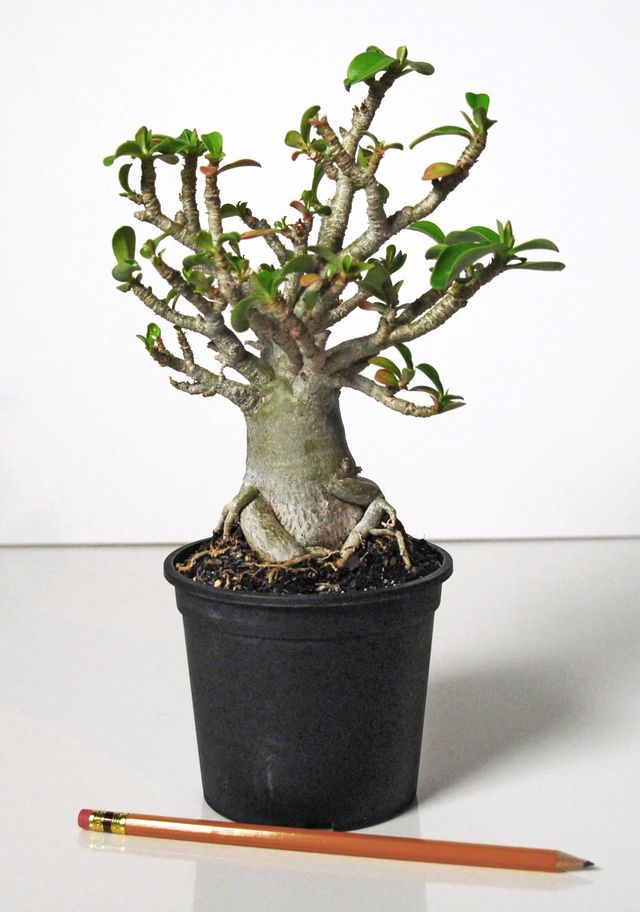 ดูแล adenium
