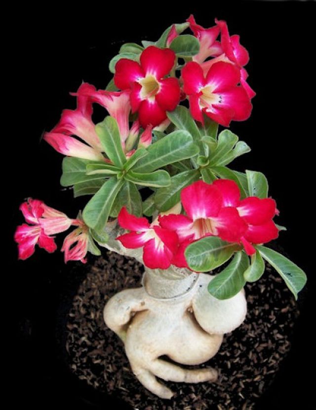 ดูแล adenium