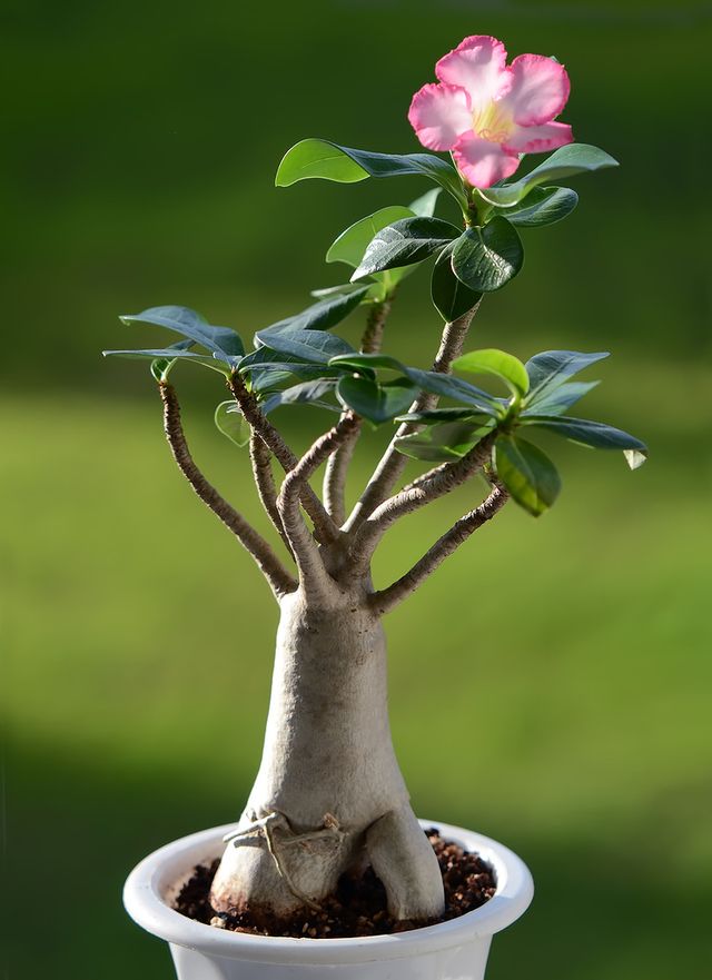 Adenium - การดูแลบ้าน (ภาพวิดีโอ) วิธีดูแลดอกไม้ adenium อย่างถูกต้อง