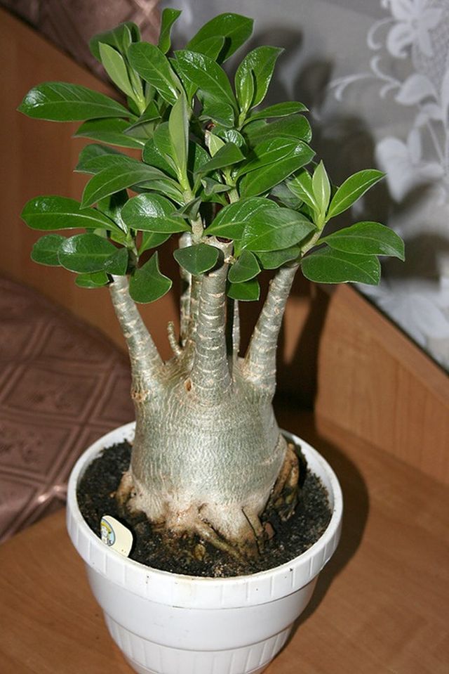 ดูแล adenium