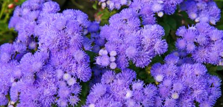 Ageratum: ปลูกและดูแล พันธุ์ยอดนิยม
