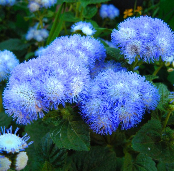 Ageratum: ปลูกและดูแล พันธุ์ยอดนิยม