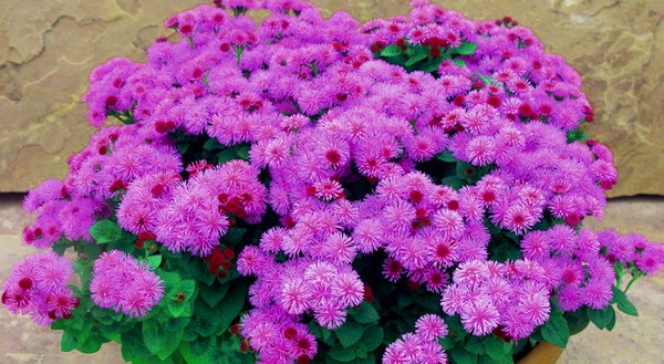 Ageratum: ปลูกและดูแล พันธุ์ยอดนิยม
