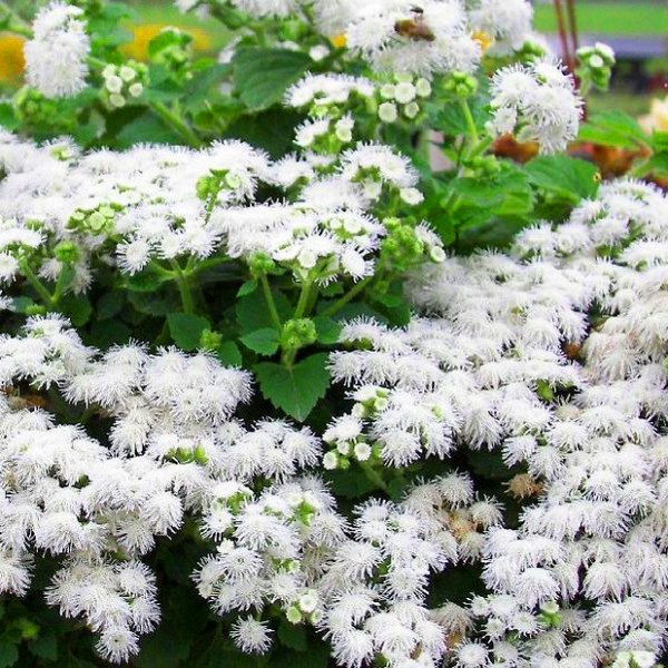 Ageratum: ปลูกและดูแล พันธุ์ยอดนิยม