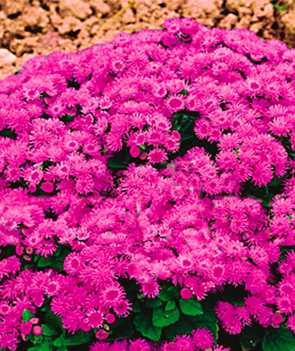 Ageratum: ปลูกและดูแล พันธุ์ยอดนิยม