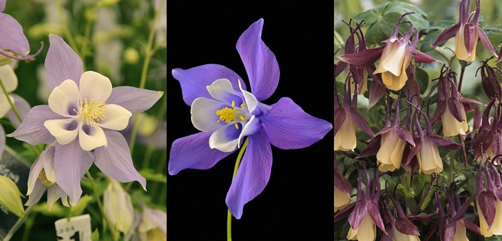 Aquilegia หรือรองเท้า Elf