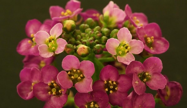 Alyssum: ปลูกและดูแลภาพของพันธุ์ที่ดีที่สุด