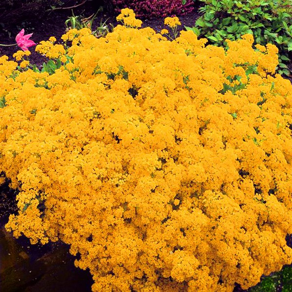 Alyssum: ปลูกและดูแลภาพของพันธุ์ที่ดีที่สุด