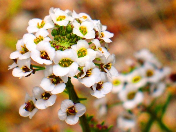 Alyssum: ปลูกและดูแลภาพของพันธุ์ที่ดีที่สุด