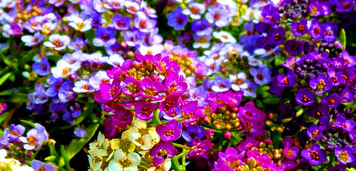 Alyssum: ปลูกและดูแลภาพของพันธุ์ที่ดีที่สุด