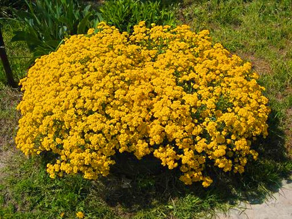 Alyssum: ปลูกและดูแลภาพของพันธุ์ที่ดีที่สุด