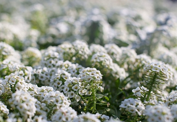 Alyssum: ปลูกและดูแลภาพของพันธุ์ที่ดีที่สุด