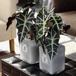 Alocasia และดูแลเธอ