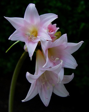Amaryllis และ Hippeastrum: พี่น้องฝาแฝด Amaryllis และ Hippeastrum: พี่น้องฝาแฝด