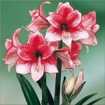 Amaryllis และ Hippeastrum: พี่น้องฝาแฝด