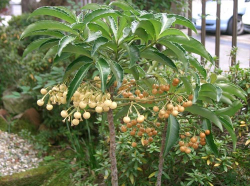 Ardisia - สายพันธุ์ที่มีชื่อเสียงที่สุด