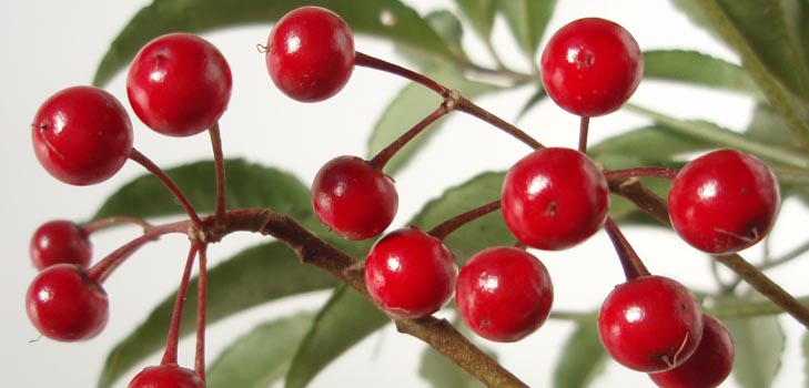 Ardisia: การดูแลและถ่ายภาพ