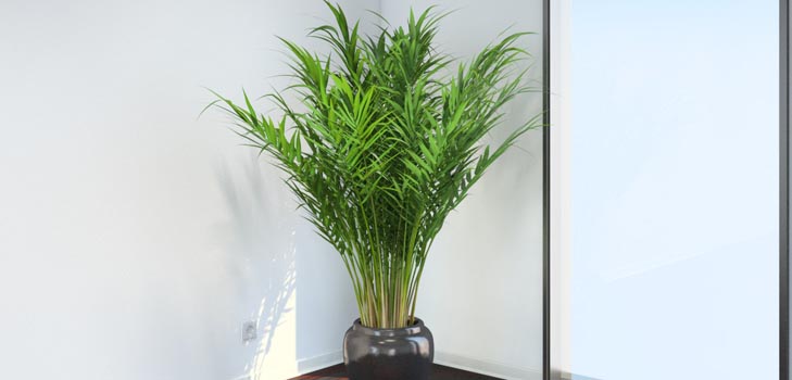 Areca, ปาล์ม