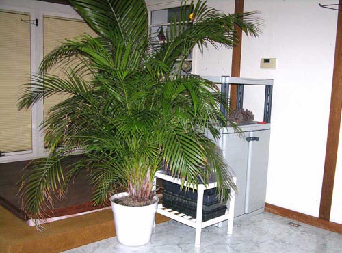 Areca การดูแลบ้าน