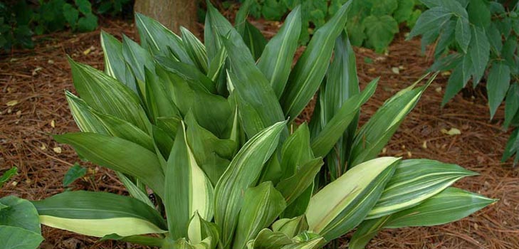 Aspidistra: ดูแลที่บ้านการออกดอกภาพ