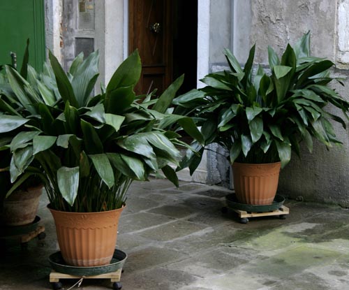 Aspidistra: ชนิดและพันธุ์