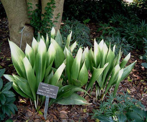 Aspidistra: การดูแลที่บ้าน