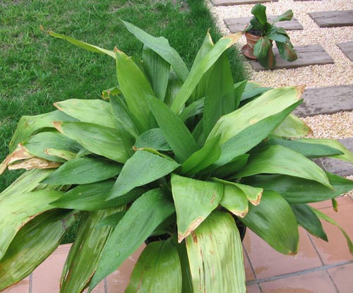 Aspidistra: ภาพและการดูแลที่บ้าน