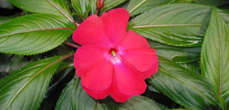 สวน Balsam: การเพาะปลูก