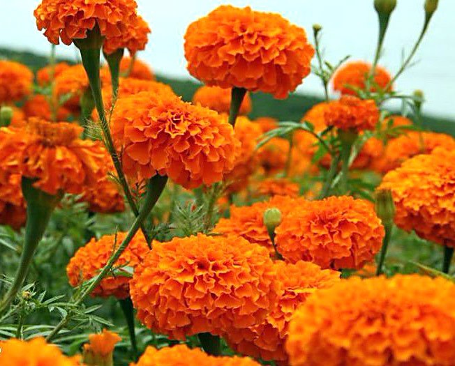 ดอกไม้สีส้ม