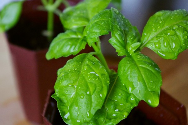 เพรา: การเจริญเติบโตของหญ้าเผ็ดบน windowsill และในที่โล่ง