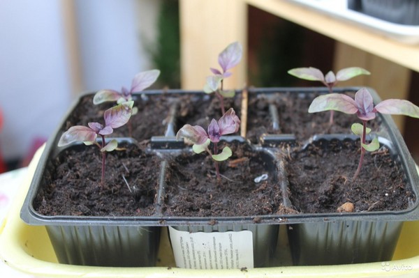 เพรา: การเจริญเติบโตของหญ้าเผ็ดบน windowsill และในที่โล่ง