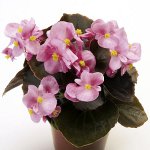 Begonia จากเมล็ด