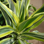 จะทำอย่างไรถ้า dracaena แห้งหรือเปลี่ยนเป็นสีเหลือง? 