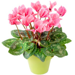 cyclamen cyclamen