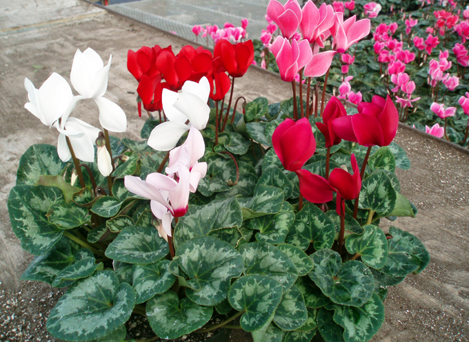 Cyclamen ที่บ้าน
