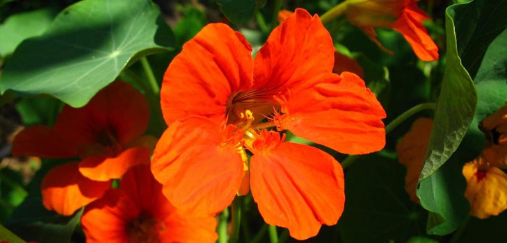 ดอกไม้ Nasturtium: วิธีการปลูกจากเมล็ดพืชการดูแลภาพสวย ๆ